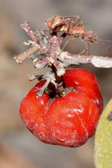 Malpighia mexicana