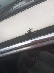 Phidippus audax