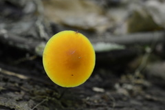 Pluteus chrysophaeus