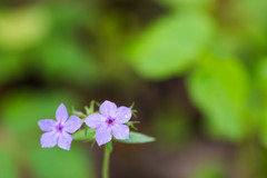 Phlox divaricata laphamii