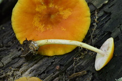 Pluteus chrysophaeus