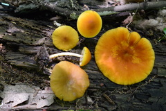 Pluteus chrysophaeus