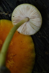 Pluteus chrysophaeus