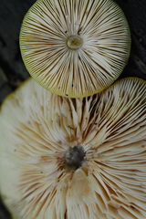 Pluteus chrysophaeus