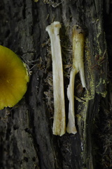 Pluteus chrysophaeus