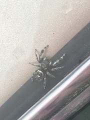 Phidippus audax