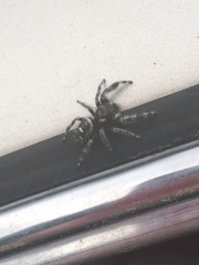 Phidippus audax