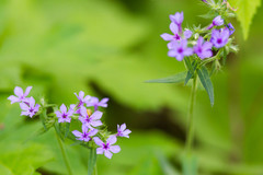 Phlox divaricata laphamii