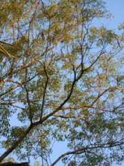 Handroanthus heptaphyllus