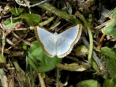 Leuciris fimbriaria