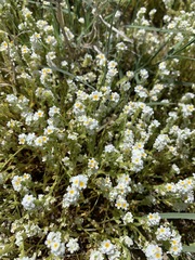 Plagiobothrys parishii