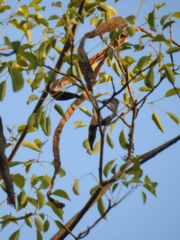 Handroanthus heptaphyllus