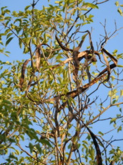 Handroanthus heptaphyllus