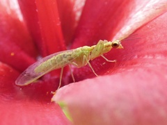 Zeugomantispa virescens