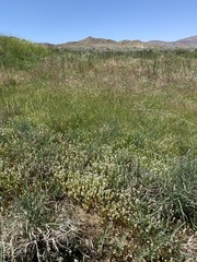 Plagiobothrys parishii