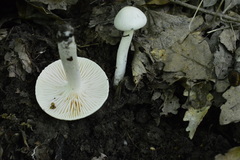 Hygrophorus cossus