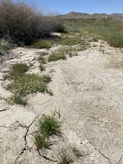 Plagiobothrys parishii