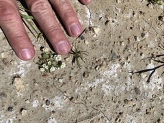 Plagiobothrys parishii