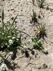 Plagiobothrys parishii
