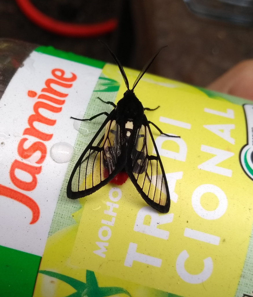 Aethria melanobasis