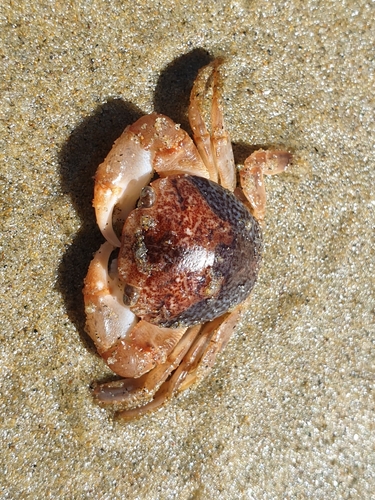 photo of Gulfweed Crab (Planes minutus)