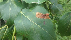 Diplocarpon