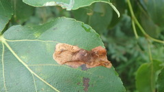 Diplocarpon