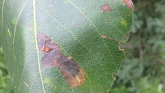 Diplocarpon