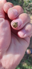 Epilachna paenulata