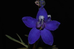 Delphinium bicolor bicolor