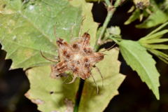 Hibiscus acapulcensis