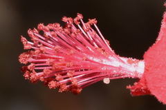 Hibiscus acapulcensis