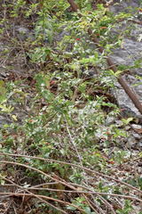 Hibiscus acapulcensis