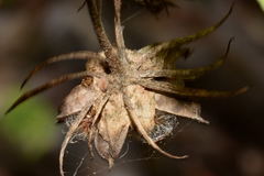 Hibiscus acapulcensis