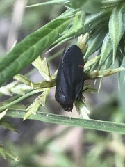 Prosapia ignifera