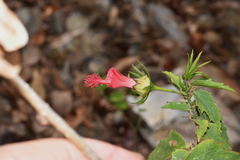 Hibiscus acapulcensis
