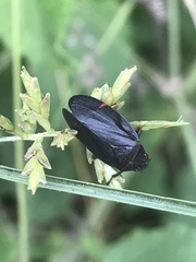 Prosapia ignifera