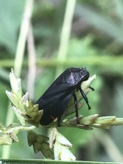 Prosapia ignifera