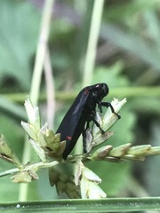 Prosapia ignifera