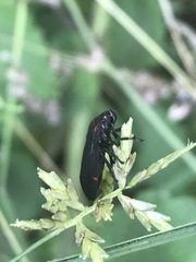 Prosapia ignifera