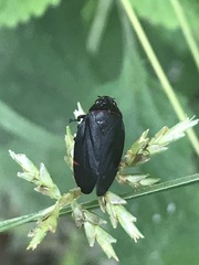 Prosapia ignifera