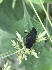 Prosapia ignifera