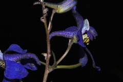 Delphinium bicolor bicolor