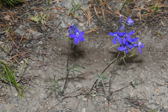 Delphinium bicolor bicolor