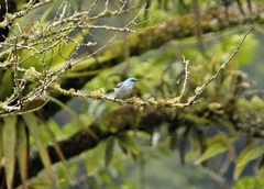 Dacnis nigripes
