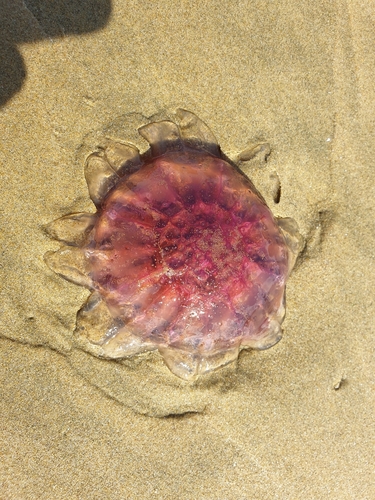 photo of Lion's Mane Jellies (Cyanea)