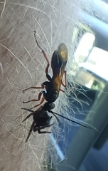 Priocnemis conformis