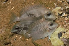 Acanthurus bahianus