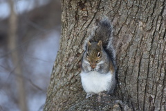 Sciurus carolinensis