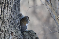 Sciurus carolinensis